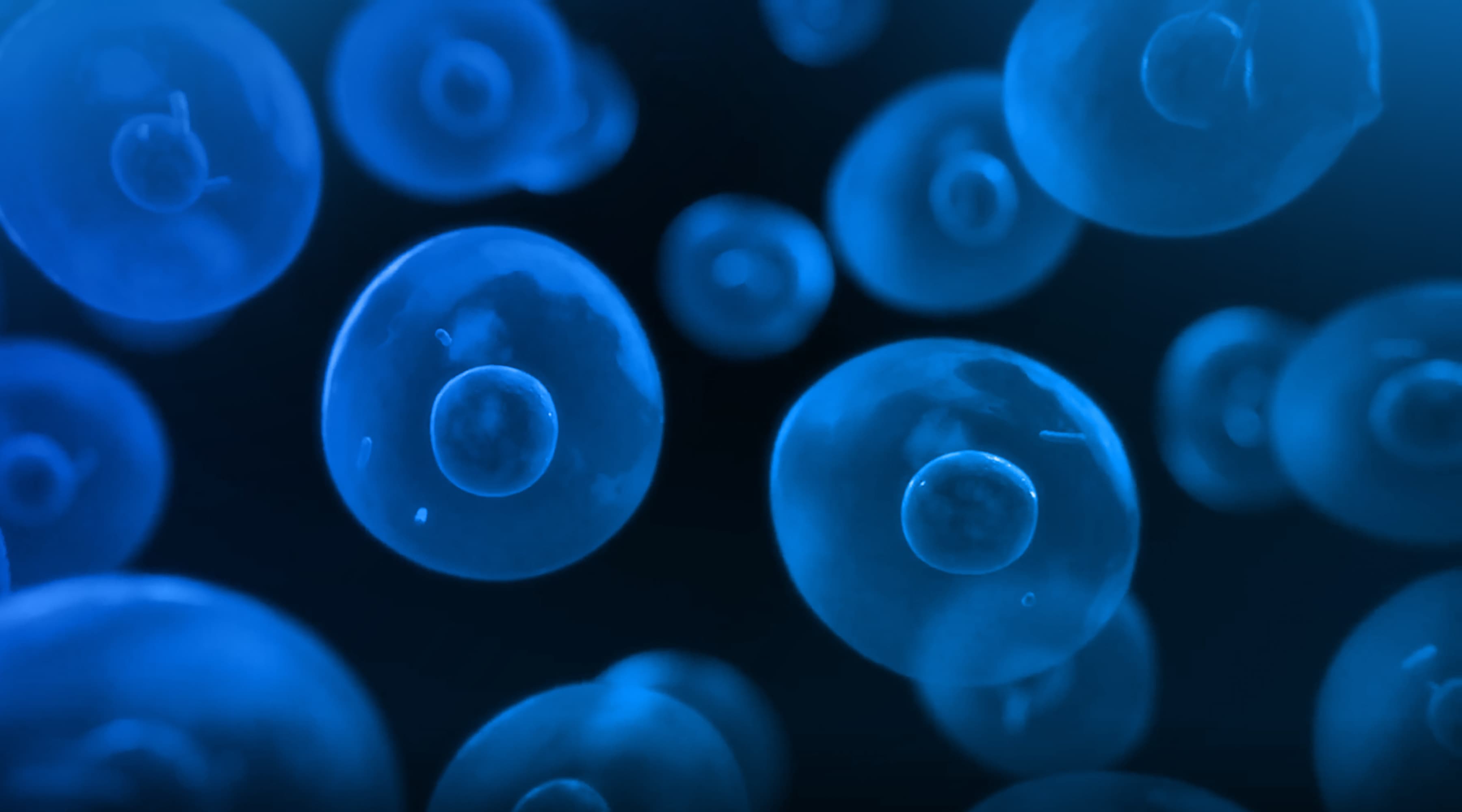 Single Cell